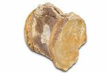 Fossil Mosasaur (Platecarpus) Vertebra - Kansas #382057-1